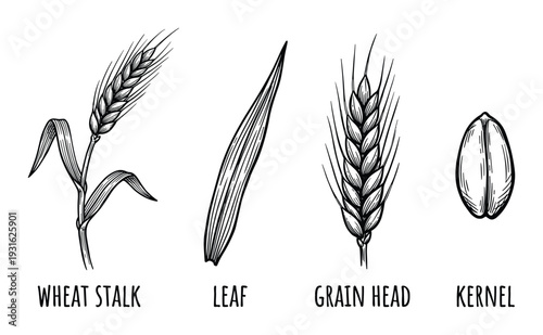 Wheat plant components, stalk, leaf, grain head and kernel illustration