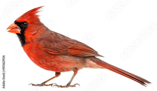 A realistic cardinal bird isolated on white or transparent background