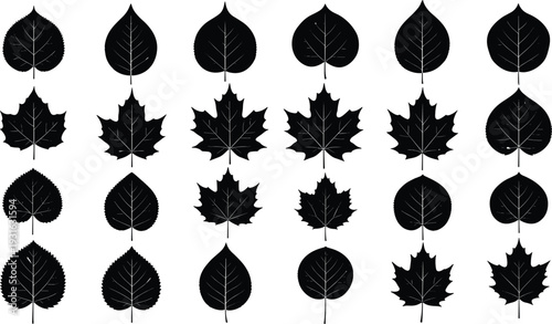 Leaf silhouette illustration set, diverse species with distinct vein patterns and shapes for botanical and nature theme - flat vector illustration