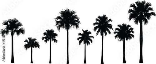 Palm tree silhouettes, tropical nature icons, diverse canopy shapes, botanical illustration, summer beach design elements - flat vector illustration