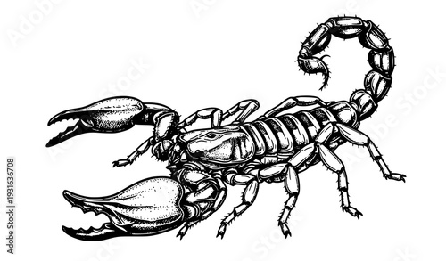 Emperor Scorpion Detailed Engraving Vector Illustration