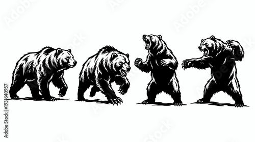 Grizzly Bears Collection: Roaring, Standing and Walking
