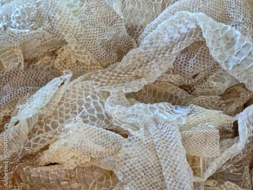 Bild auf Leinwand Close-up of Translucent Shed Snake Skin with Visible Scale Patterns Background Textures