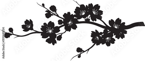 Black cherry blossom branch with flowers and buds isolated