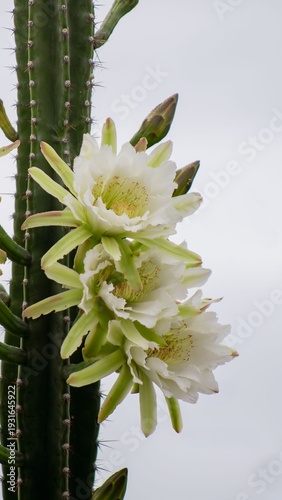 Dramatic Mandacaru Cactus Against Cloudy Sky, Close Up Shot