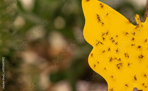 Velcro for catching flower flies in house plants.Pheromone traps for insects.A small house fly stuck to the trap.