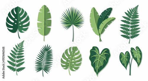 Collection of Various Tropical Leaves Illustrations.