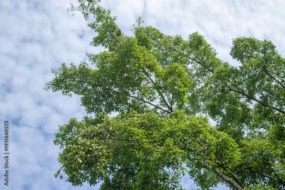 Fototapeta premium Elevated foliage reaching bright atmosphere. Lush treetop spread against gentle clouds. Vibrant arboreal crown in open daylight. Natural vertical growth framing skyline