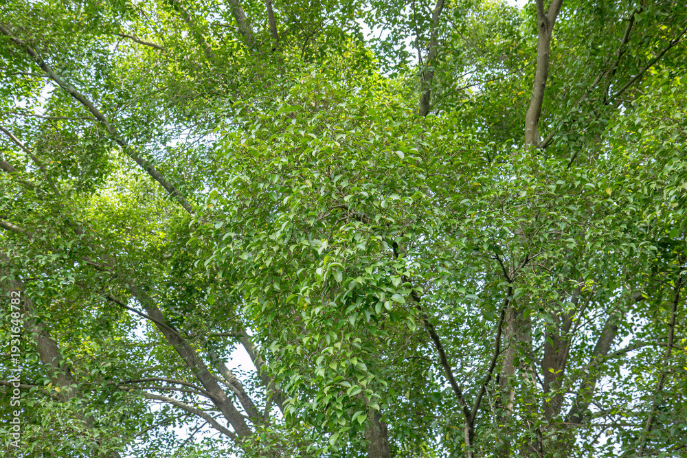 Obraz premium Compact greenery cluster covering woodland trunk. Thick vegetation mass creating shaded retreat. Flourishing botanical surface in humid setting. Abundant leafy formation with rich detail