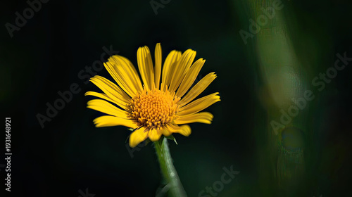 Bright yellow flower blooming in dark environment