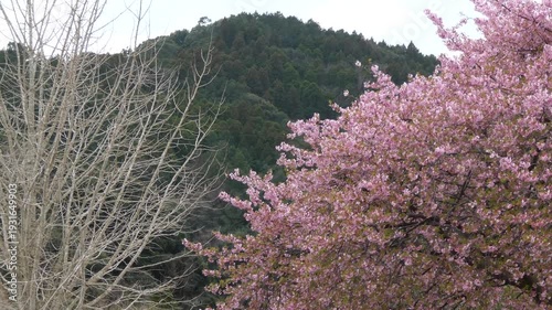 満開の桜と冬の枯れ木、背景に広がる深い緑の山