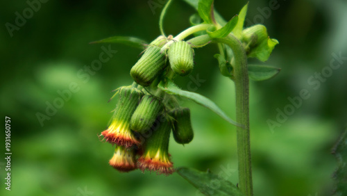 Foto This wild plant (Crassocephalum crepidioides) has numerous health benefits