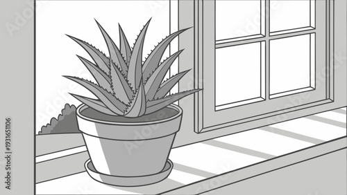 Aloe Vera Plant on a Sunny Windowsill.