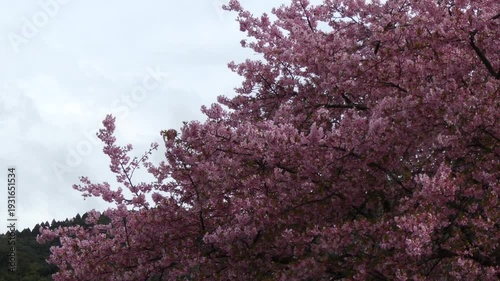 曇り空に映える満開の濃いピンクの桜