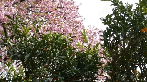 満開の桜「イズノオドリコ」と黄色い実をつける金柑の木