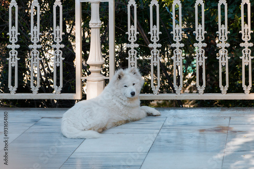 A white fluffy Samoyed dog lies on the terrace. Selective focus