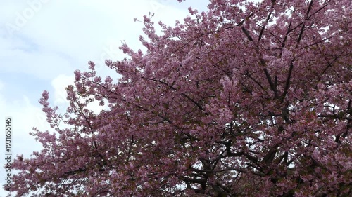 青空に映える「イズノオドリコ」の枝振りと満開の桜