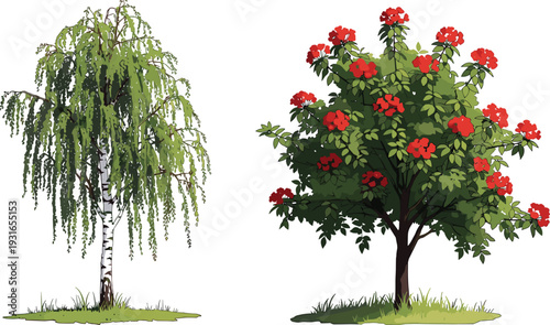 Beautiful contrast of two distinct trees side by side, one with drooping green branches and the other with vibrant red flowering canopy in nature