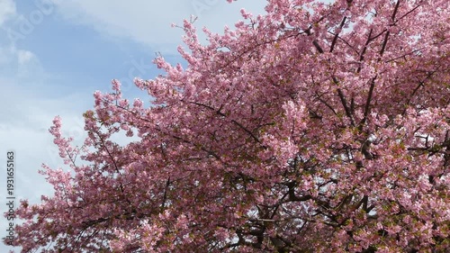 青空に映える満開の桜「イズノオドリコ」の風景