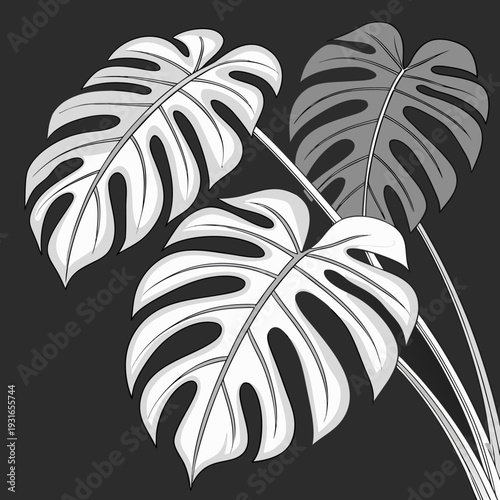 Monstera Deliciosa Leaves on Dark Background.