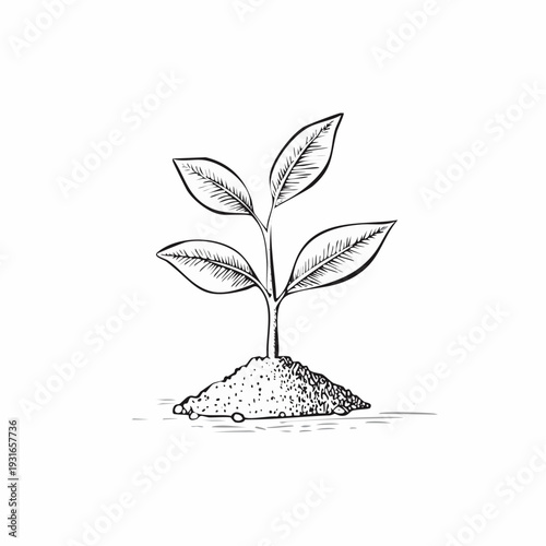 Botanical illustration of a sprouting plant growing from soil depicting new life and growth
