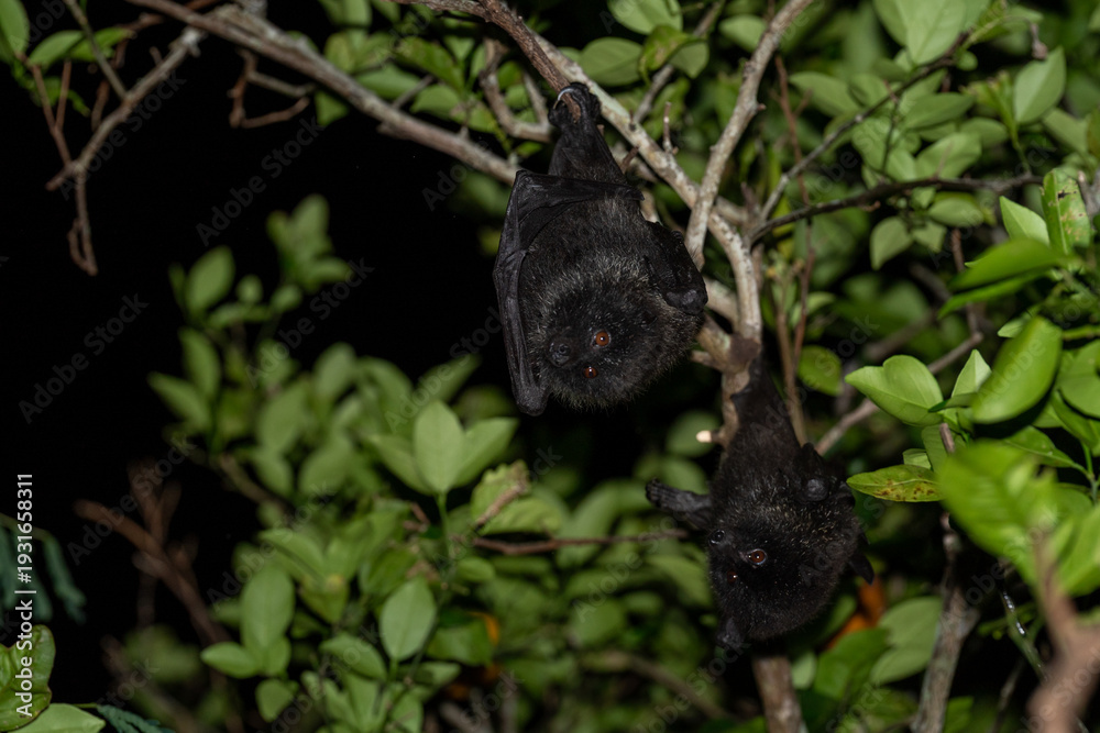 Obraz premium オガサワラオオコオモリ 小笠原