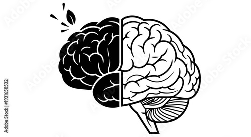 Human brain illustration showcasing contrasting left and right hemispheres in a striking black and white visual representation of cognitive functions and creative thinking processes in neuroscience.