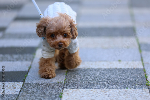 お散歩中のトイ・プードル