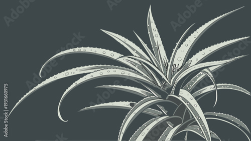 Elegant Botanical Illustration of a Succulent Plant on a Dark Background.
