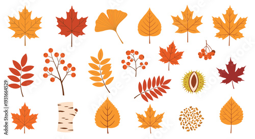 Autumn leaves collection in warm colors for seasonal decoration and design elements