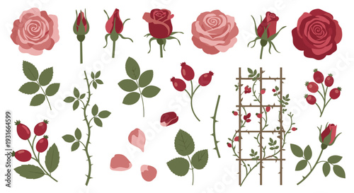 Beautiful collection of roses and rose hips with green leaves and branches on a white background botanical illustration elements