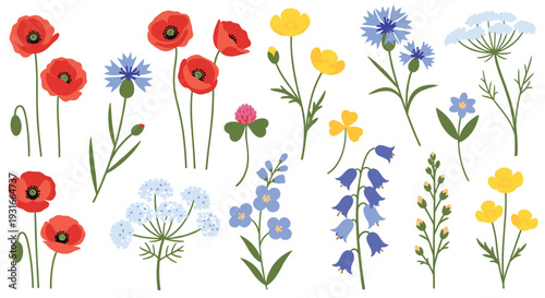 A delightful collection of wild poppies cornflowers buttercups and bellflowers in a charming artistic illustration style