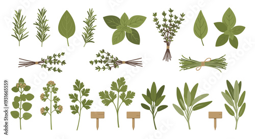 Collection of fresh culinary herbs and spices arranged artistically on a white background for culinary use