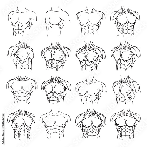 Male Torso Anatomy StudyDiverse Abdominal Muscle Definitions and PectoralsLine Art Illustration