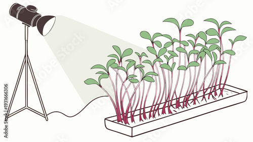 Illustration of a grow light illuminating a tray of microgreens.
