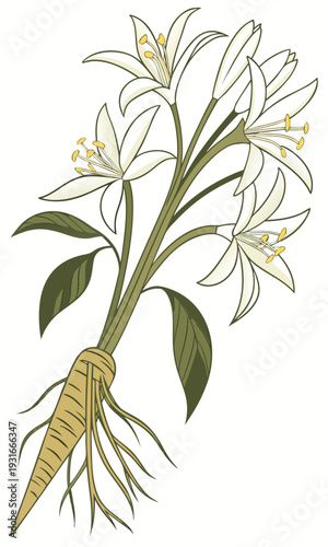 Botanical Illustration of a Flowering Plant with Root System.
