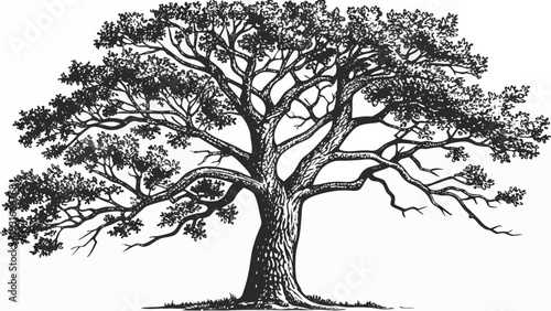 Detailed Ink Drawing of a Mature Oak Tree with Spreading Branches.