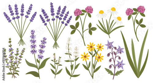 Collection of diverse wild and cultivated botanical specimens including lavender chamomile clover and other wildflowers