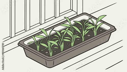 Seedling tray with young plants growing indoors near a window.