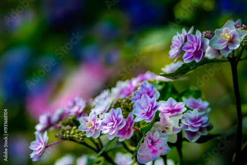 Wallpaper Mural きれいな紫陽花の咲く日 Torontodigital.ca