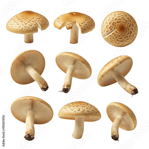 Collection of various mushroom species isolated on transparent background