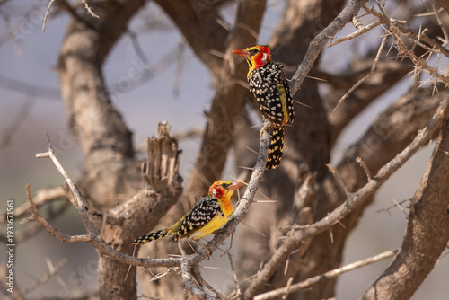 Quadro su tela A pair of vibrant Red-and-yellow Barbet (Trachyphonus erythrocephalus) perched on a dry branch in the Kenyan savannah