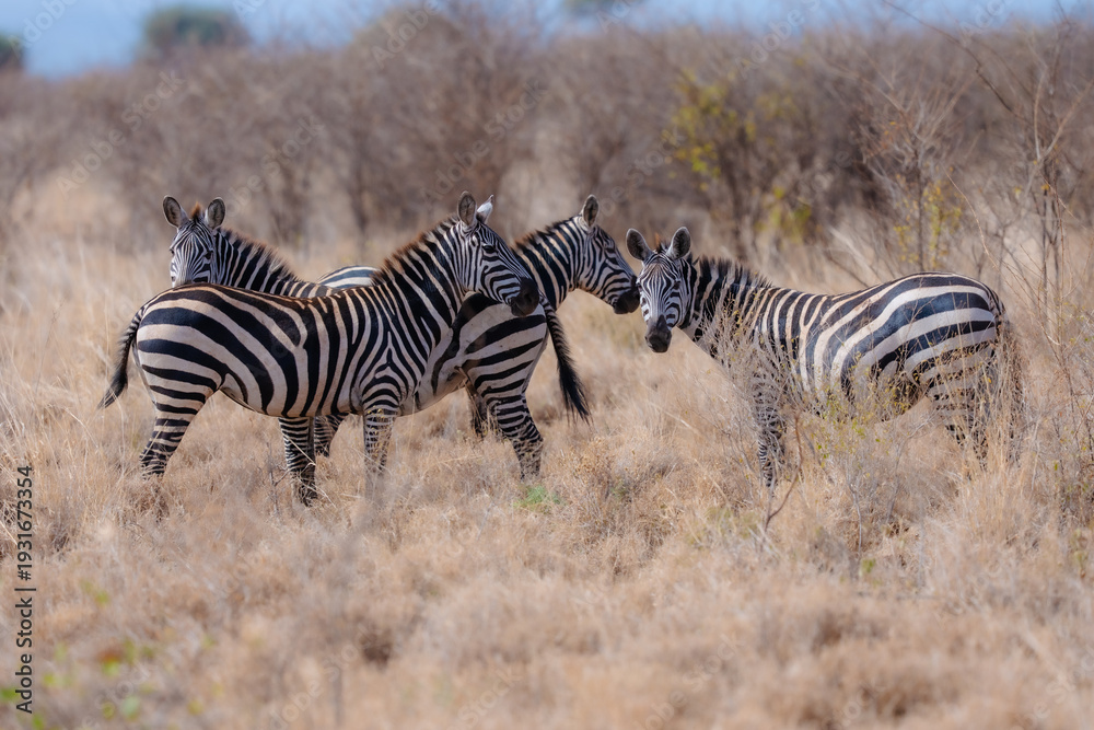 Obraz premium Plains zebras (Equus quagga) standing in the dry scrubland of Meru National Park, Kenya.