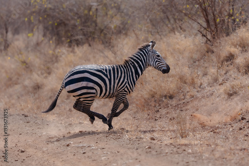 Foto Young Plains Zebra galloping across a dusty dirt track in the African savannah, wildlife in motion