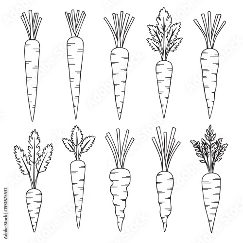 Variety of Hand-Drawn Carrots with Leafy Tops and Different Shapes Isolated on White Background Vector Illustration