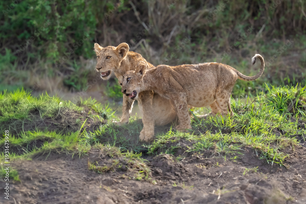 Fototapeta premium Two playful lion cubs bonding in the wild; one cub gently nuzzles its sibling on a grassy mound in the African savannah. 
