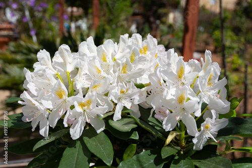 Photography Azalea Madame Masson variety (Rhododendron) with white flowers