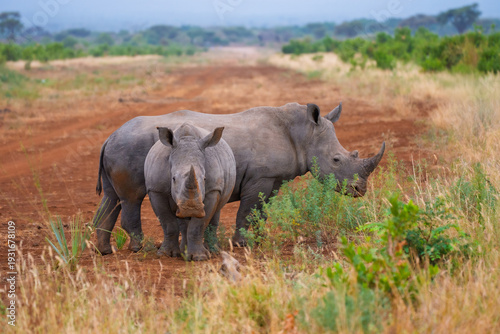 Two White Rhinoceros (Ceratotherium simum) grazing in the open grasslands of a conservancy in Kenya.
