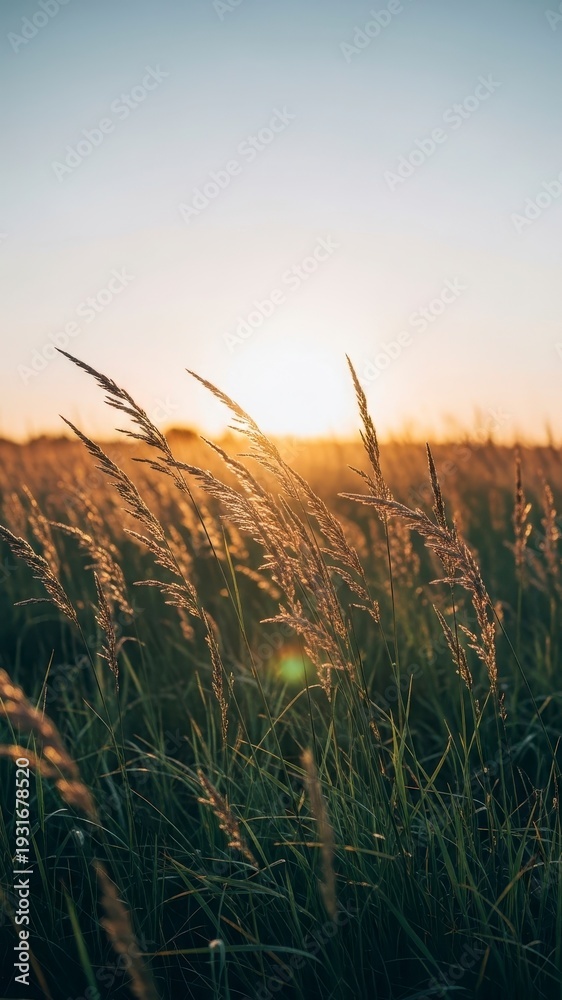 Fototapeta premium Tall grass in golden sunset light
