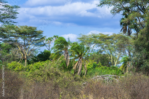 Lush riverine forest with doum palms and acacia trees under a blue sky in Meru National Park, Kenya.